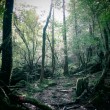 2018 屋久島 宮ノ浦岳〜縄文杉〜白谷縦走4日間 2018 屋久島 宮ノ浦岳〜縄文杉〜白谷縦走4日間