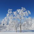 ((BC2月企画)2/15-17: 北海道 BCパウダー/トマム&羊蹄山 ((BC2月企画)2/15-17: 北海道 BCパウダー/トマム&羊蹄山