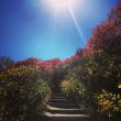 2018/09/18 北海道 大雪山 紅葉前線 2018/09/18 北海道 大雪山 紅葉前線
