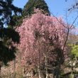 2022/05/04  春山スタート洞爺の桜と有珠山